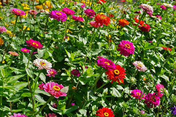 Zinnien, Zinnia, common zinnia