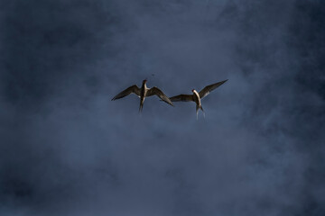 flock of birds