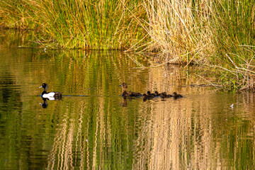 Couple of tufted duck with 5 ducklings