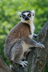 ring lemur catta