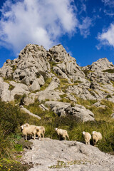 rebaño de ovejas entre el lapiaz, Mortix publishes estate, natural setting of the Sierra de Tramuntana, Mallorca, balearic islands, spain, europe