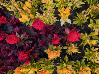 autumn leaves background