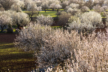 almendros en flor, Inca, Mallorca, balearic islands, spain, europe