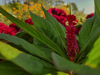 wild strawberry plant