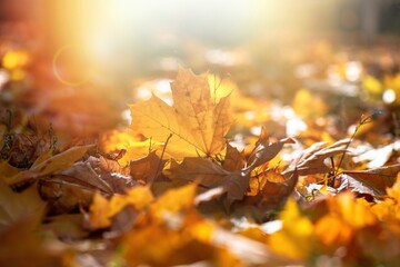 Nice yellow orange red leaves  nature background abstract macro close up autumn