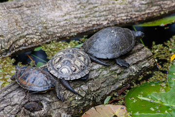Fototapeta premium small wild cabbage in the park in nature