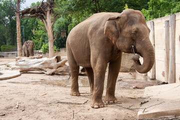 Naklejka premium wild elephant in the park during the day