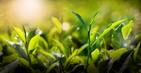 Fresh green tea buds and leaves from a tea garden at India