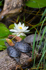 
small wild cabbage in the park in nature
