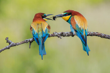 Merops Apiaster