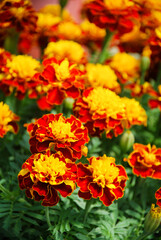 Tagetes patula French marigold in bloom, orange yellow flowers, green leaves