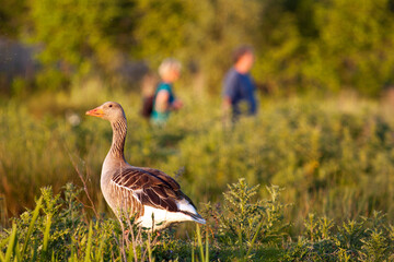 Birdwatchers taking pictures at sunset, observed by a greylag goose (in focus).