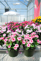 foliage vinca flowers, mixed color vinca flowers (Madagascar periwinkle)