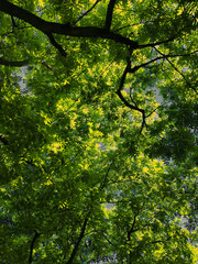 Fototapeta premium green maple leaves