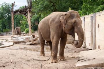 Naklejka premium wild adult elephant outdoors in safari
