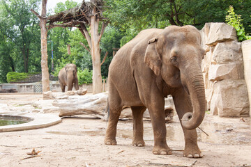 
wild adult elephant outdoors in safari