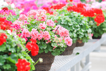 Blurry impatiens in potted, scientific name Impatiens walleriana flowers also called Balsam, flower bed of blossoms