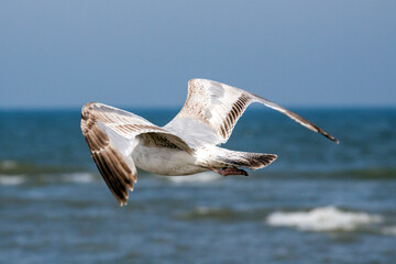 Juvenile European herring gull (Larus argentatus) in flight over sea; seemingly headless.