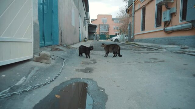 Cats quarrel with each other in the courtyards of the old city. Cats scatter from fright. Slow motion.