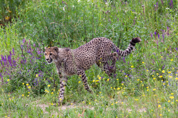 wild mature male cheetah in a green nature wreath in the park