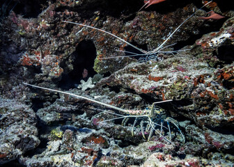 Painted Crayfish (or Rock Lobster, lat. Panulirus versicolor) crustaceans with long antennas look out of caves on the bottom of the Indian ocean as from the windows of a multi storey house