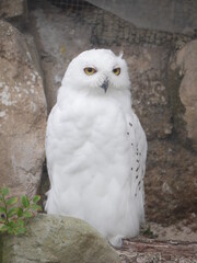 great horned owl