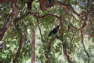 Low angle view of a black crow hiding in a tree in a natural wilderness forest under a sunny sky