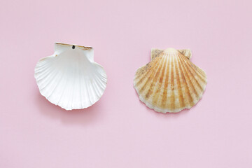 front and opposite side of the seashell