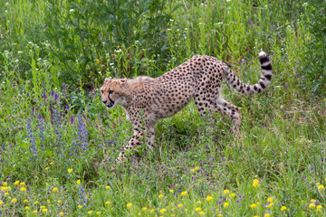 wild mature male cheetah in a green nature wreath in the park