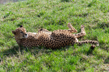 Fototapeta na wymiar wild mature male cheetah in a green nature wreath in the park