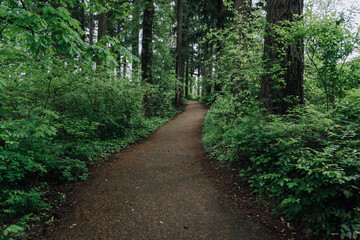 Winding forest trail path through lush green woods 