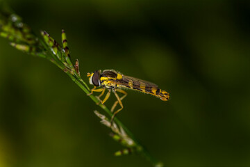 yellow wasp on a leaf