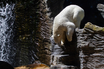 
polar bears on a rock