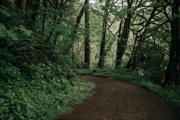 Curving winding trail path through lush green mysterious forest of the Pacific Northwest