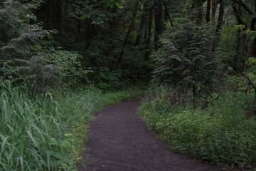 Winding nature path trail through lush forest 