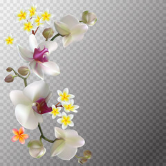 Tropical flowers. Orchids. Floral background. Green leaves. Plumeria Frangipani. Exotic plants. Pattern. White.