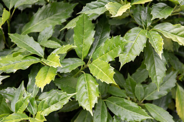 Green leaves pattern background, Natural backdrop and wallpaper