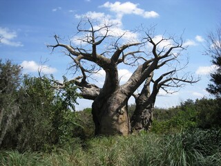 baobab tree in field
