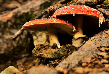 mushrooms in the forest