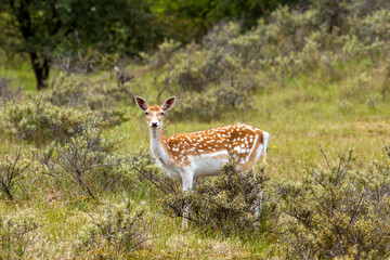 Side view of a brightly coloured and spotted fallow deer (Dama dama)