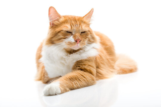 A handsome red cat with ginger eyes closed his eyes. Photo on white background