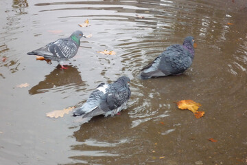 Pigeons in autumn bathe in a puddle on the asphalt after the rain