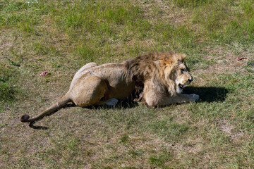 A large brown lion lies on the grass and eats its prey.