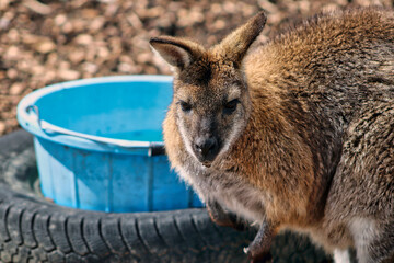 Naklejka premium Wallaby at a UK park