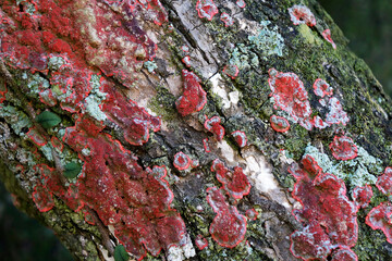 Red lichen on tree trunk