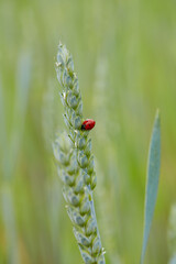 ladybud on an ear of grain