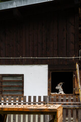 Alpine goat looking through a barn window on a farm.