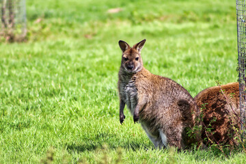 Wallaby at a UK park