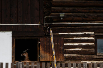 Alpine goat looking through a barn window on a farm.