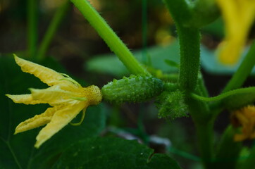 Young plant cucumber with yellow flowers. Juicy fresh cucumber close-up macro on a background of leaves